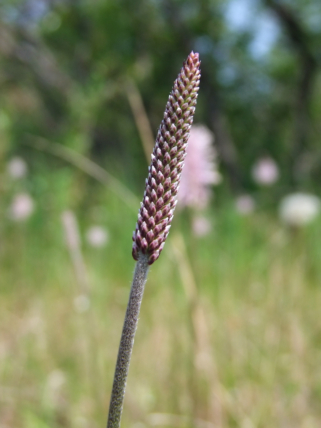 Изображение особи Plantago media.