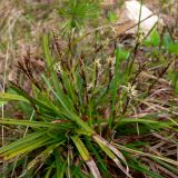 Carex digitata