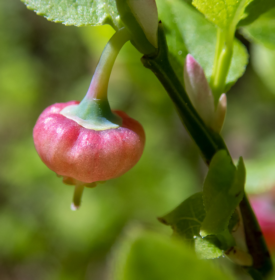 Image of Vaccinium myrtillus specimen.