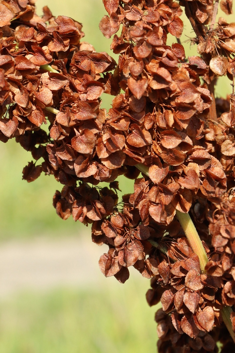 Image of Rumex aquaticus specimen.