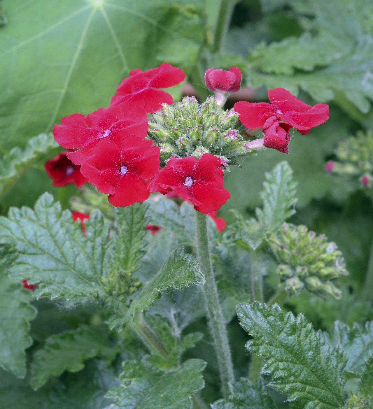 Изображение особи Glandularia peruviana.