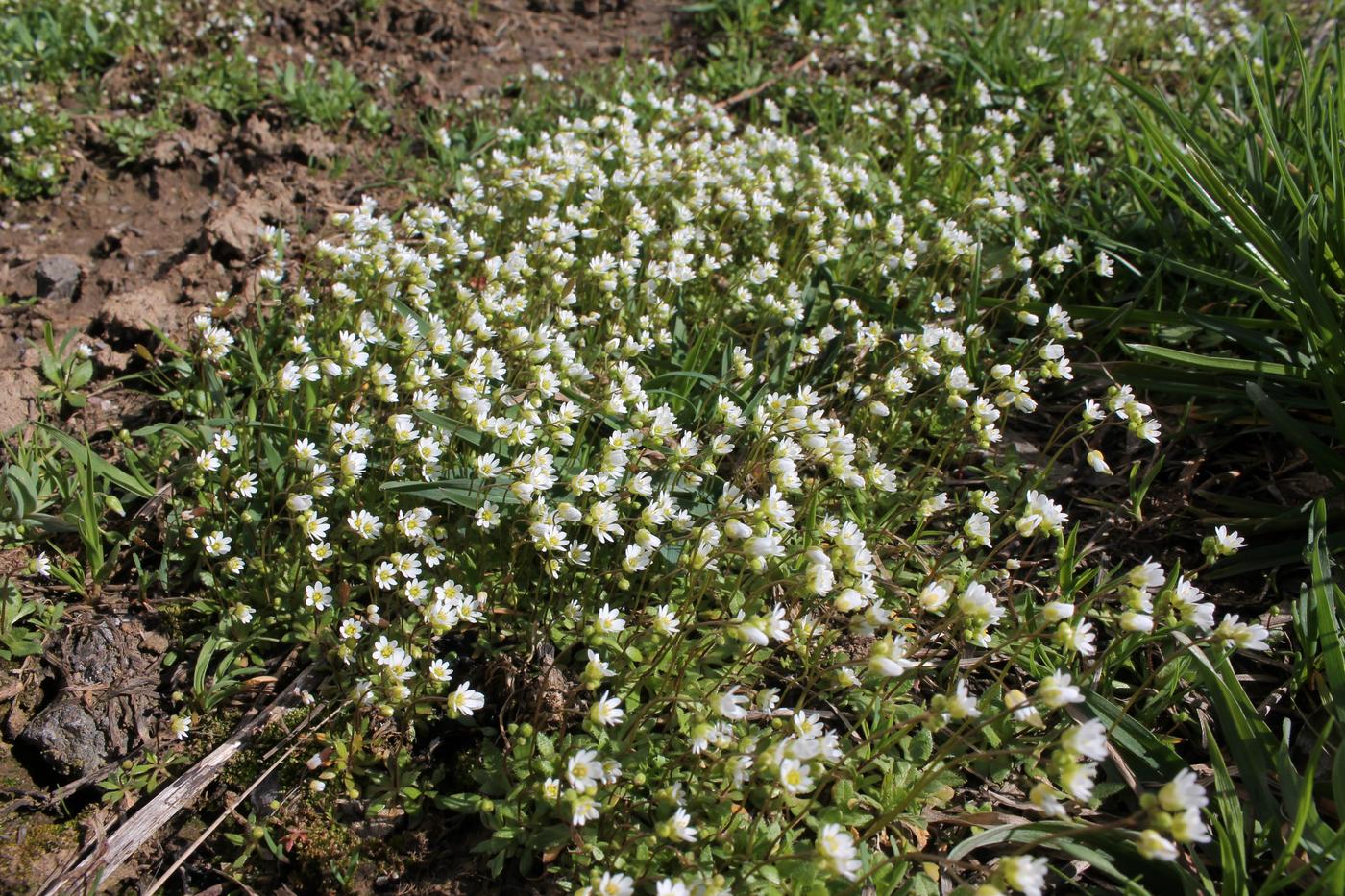 Изображение особи Erophila verna.