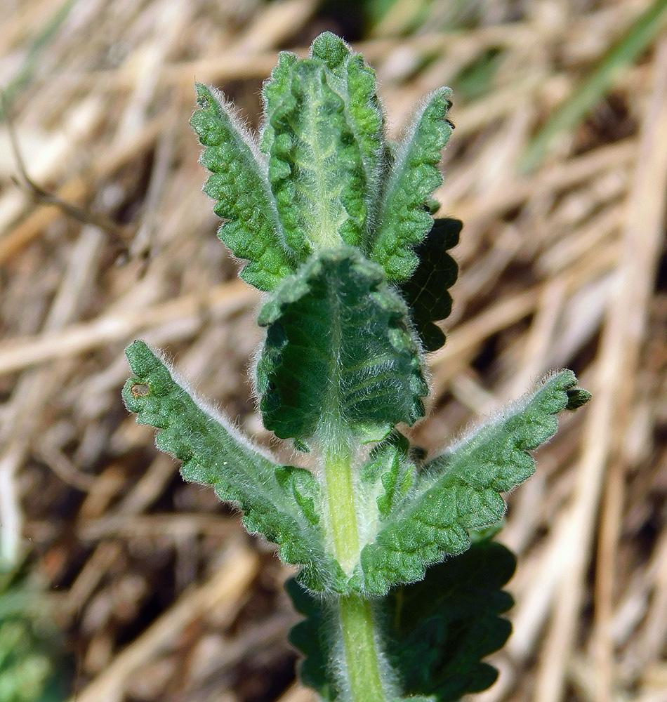 Image of Teucrium scordioides specimen.