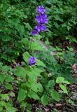 Campanula latifolia