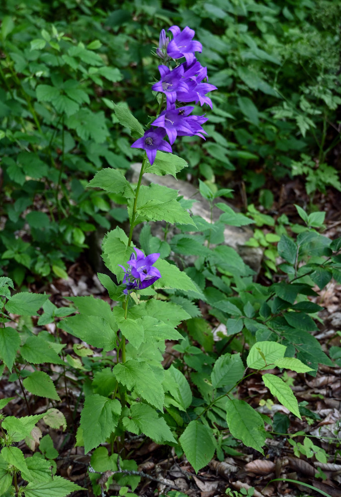 Изображение особи Campanula latifolia.