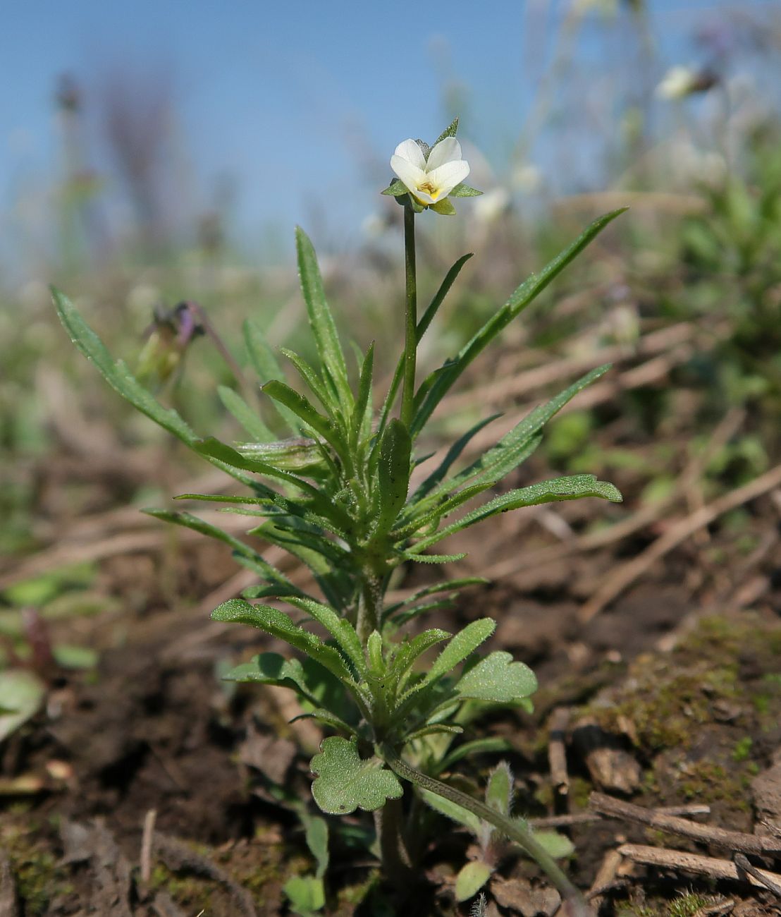 Image of Viola kitaibeliana specimen.