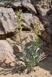 Matthiola tatarica