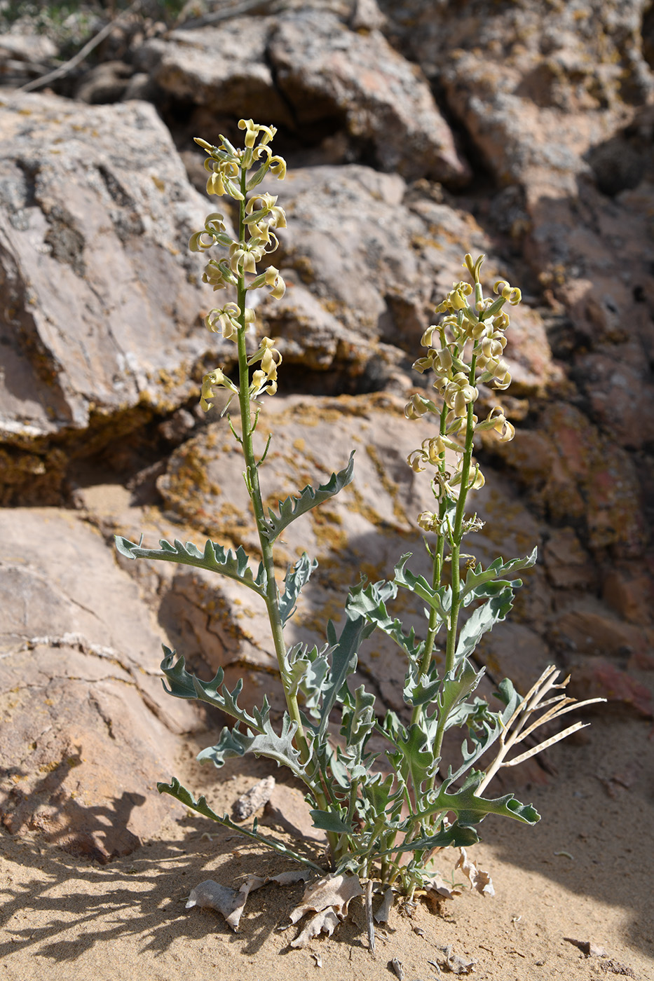 Image of Matthiola tatarica specimen.