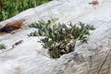 Lathyrus japonicus подвид pubescens. Растение в отверстии выброшенного морем бруса. Мурманская обл., окр. пос. Дальние Зеленцы, побережье Дальнезеленецкой губы, приморский луг. 04.08.2010.