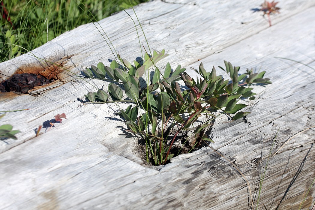 Изображение особи Lathyrus japonicus ssp. pubescens.