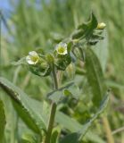 Nonea lutea