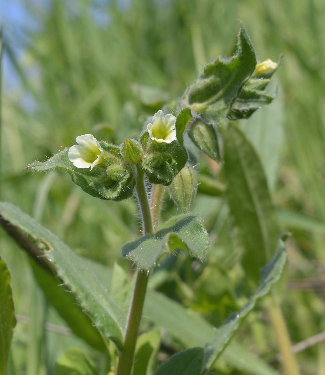 Изображение особи Nonea lutea.