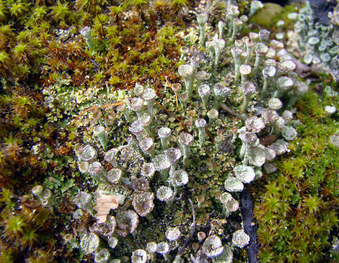 Изображение особи род Cladonia.