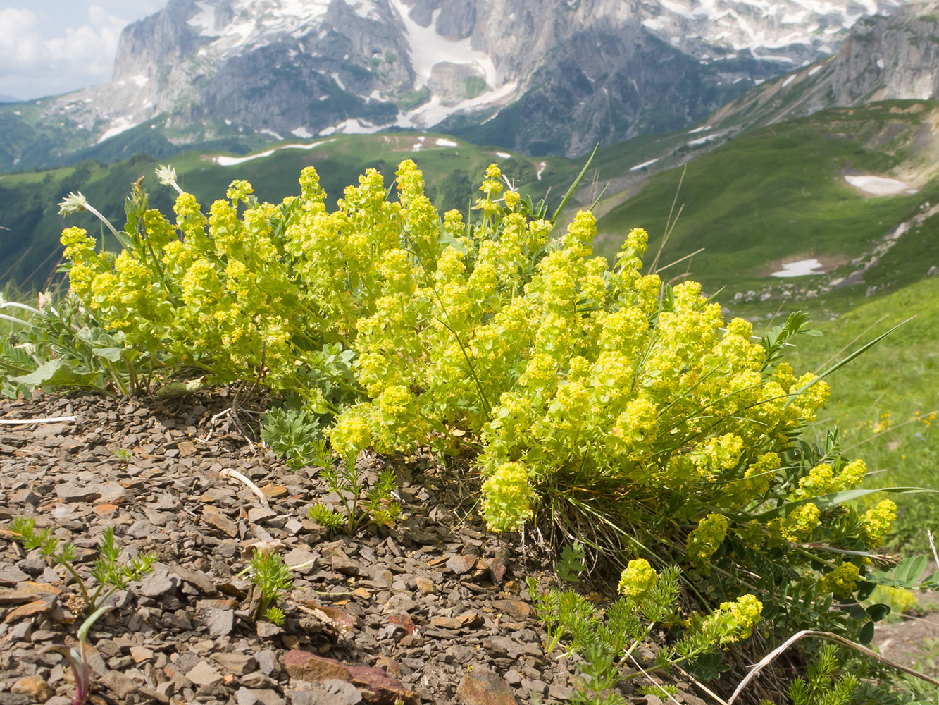 Image of Cruciata valentinae specimen.