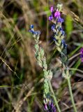 Oxytropis kasakorum