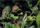 Arctium lappa