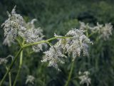 Aconogonon alpinum. Верхушка цветущего растения. Пермский край, Кунгурский р-н, окр. дер. Дейково, окр. ур. Греховская гора, пойма р. Бабка, залежь. 04.06.2023.