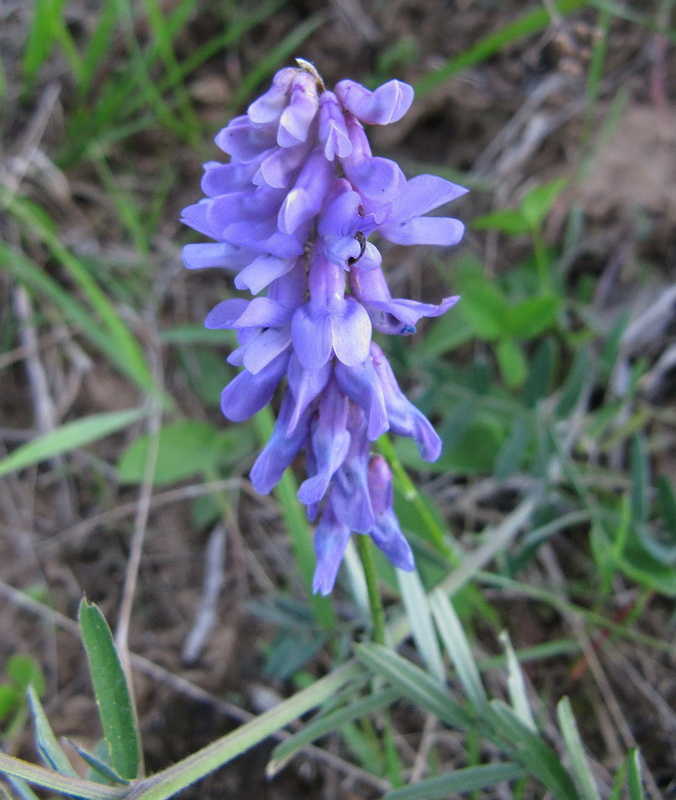 Image of Vicia cracca specimen.