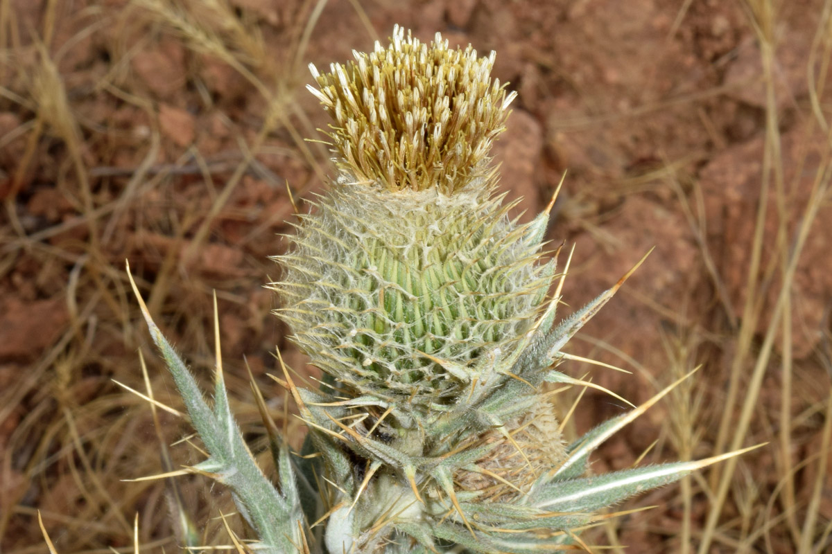 Image of Cirsium turkestanicum specimen.