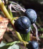 Polygonatum multiflorum