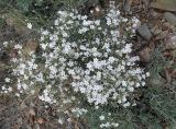 Gypsophila patrinii