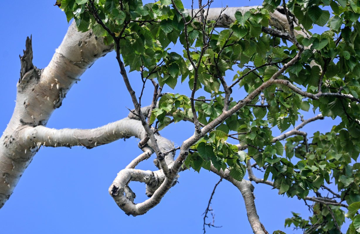 Image of Betula ermanii specimen.