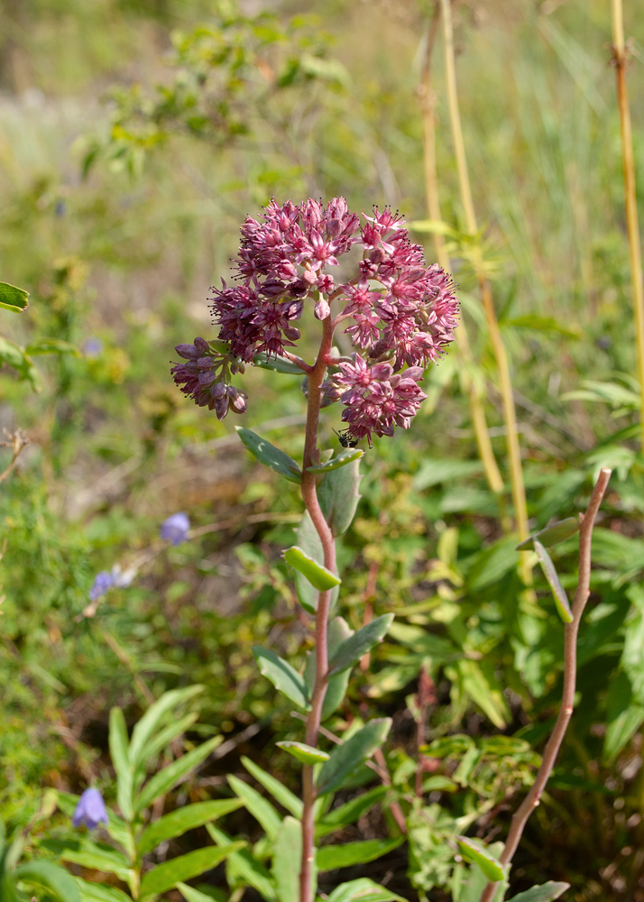 Изображение особи Hylotelephium triphyllum.