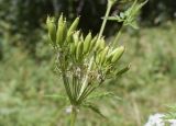 Anthriscus sylvestris. Соплодие. Испания, автономное сообщество Каталония, провинция Жирона, комарка Рипольес, муниципалитет Сеткасес, окр. н.п. Сеткасес, ≈1300 м н.у.м., верховья р. Тер, небольшая пересыхающая излучина, высокотравные заросли. 27.07.2021.