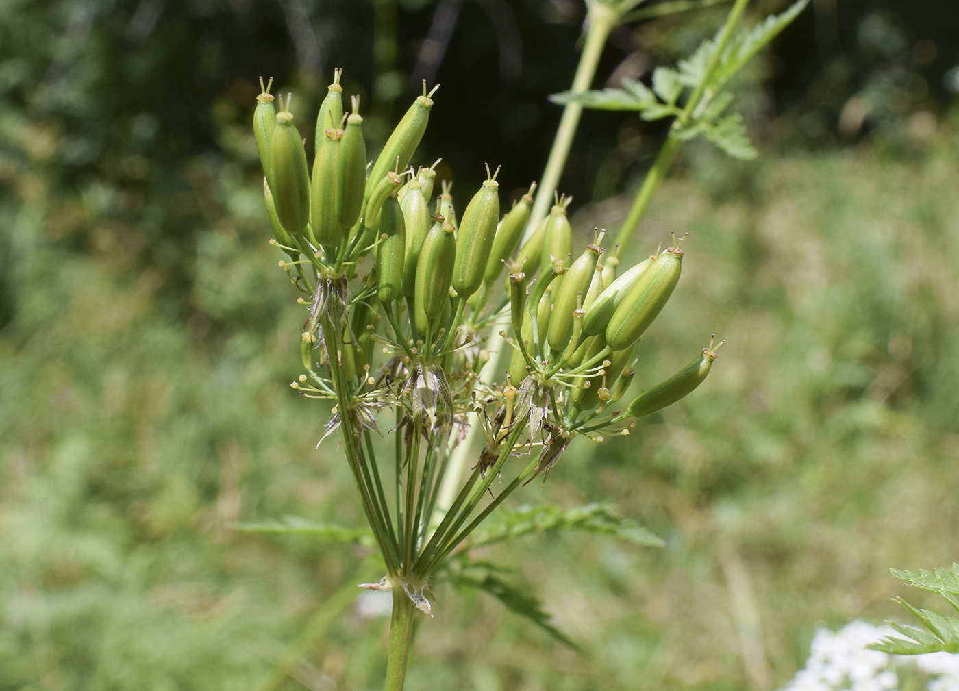 Изображение особи Anthriscus sylvestris.