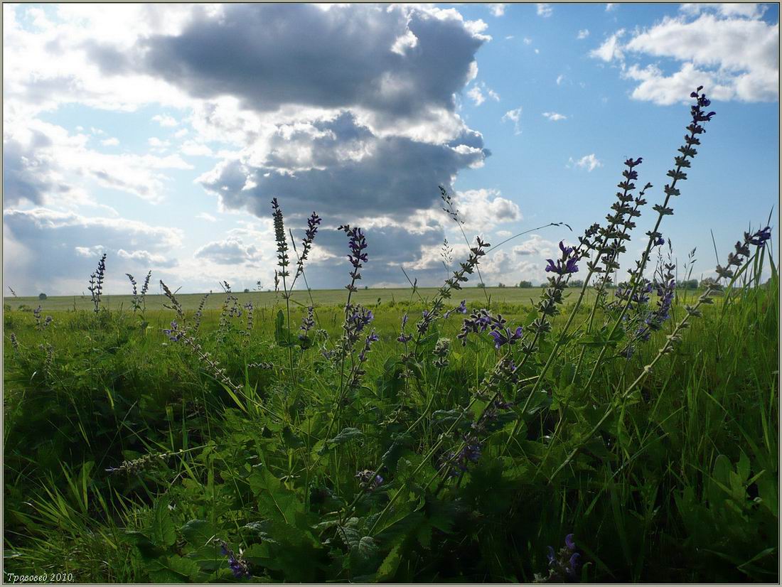 Изображение особи Salvia stepposa.