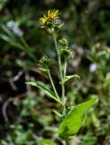 Inula helenium. Верхушка веточки с распустившимся и нераспустившимися соцветиями и жуком. Чечня, Веденский р-н, долина р. Ахкичу, опушка широколиственного леса. 26.07.2022.