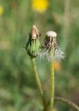 Taraxacum scariosum. Соплодия с облетающими семянками и нераскрывшееся. Республика Саха (Якутия), г. Якутск, сорное на газоне. 02.08.2023.