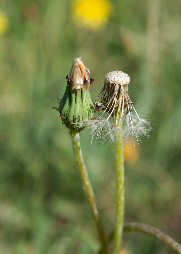 Изображение особи Taraxacum scariosum.