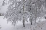 Betula pendula. Нижние части стволов и ветви под снегом. Московская обл., г. Электрогорск, ул. Советская, в культуре. 24.12.2023.
