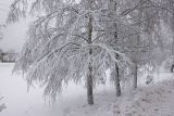 Betula pendula