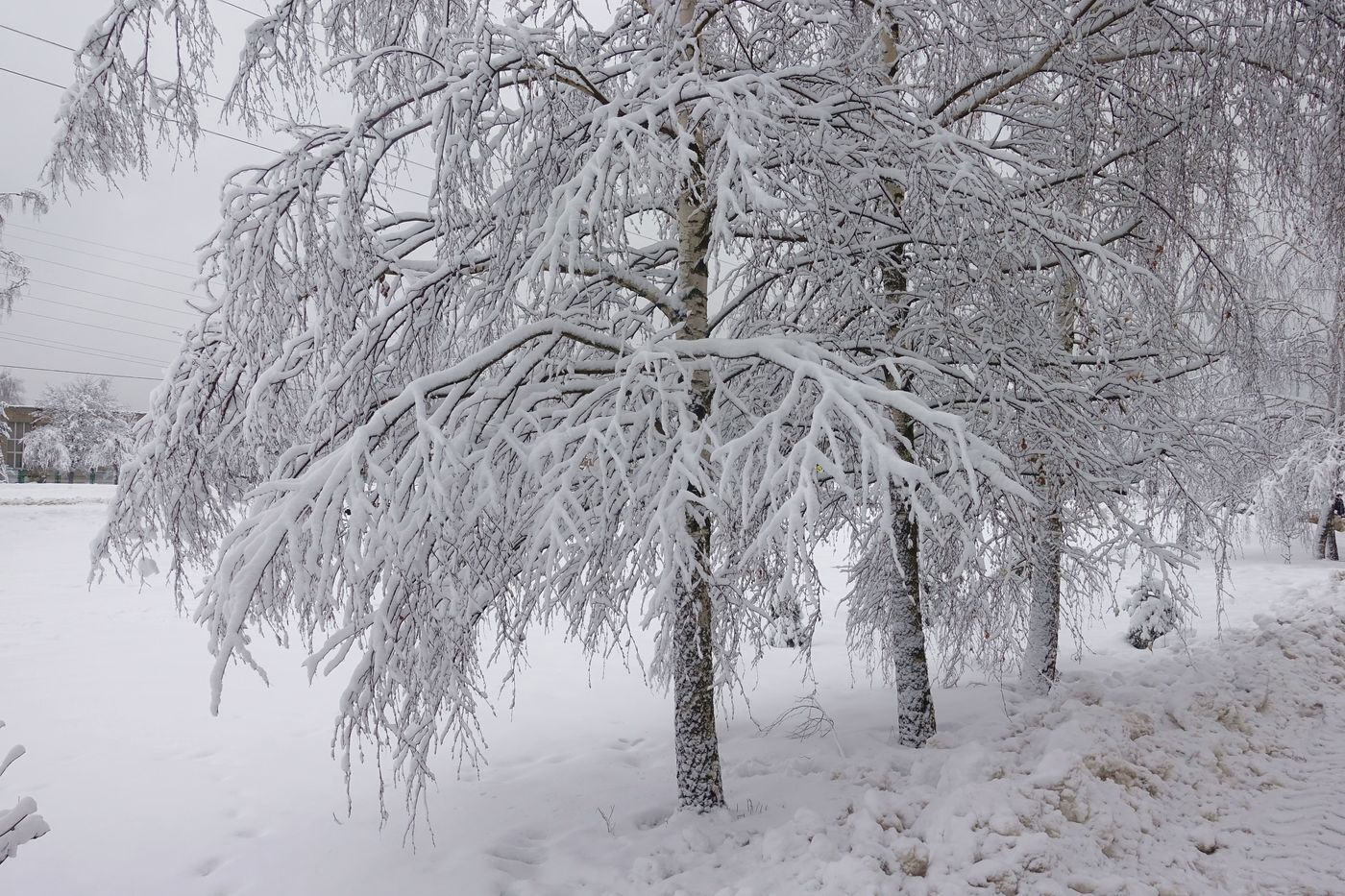 Изображение особи Betula pendula.