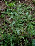 Cynoglossum officinale