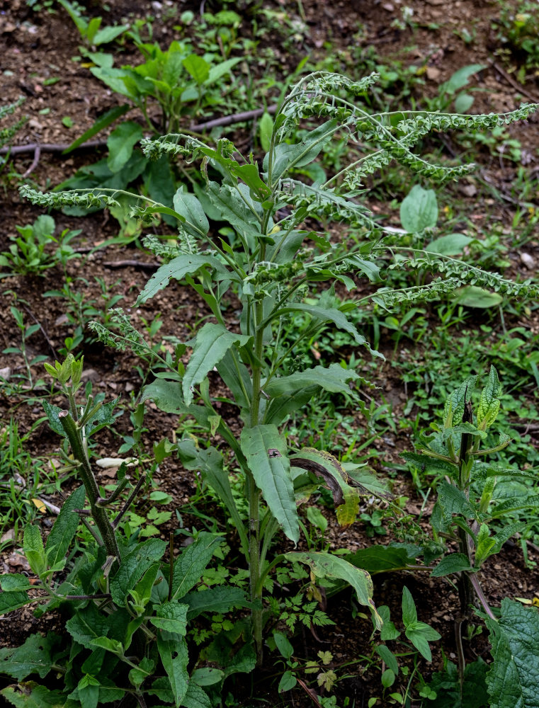 Изображение особи Cynoglossum officinale.