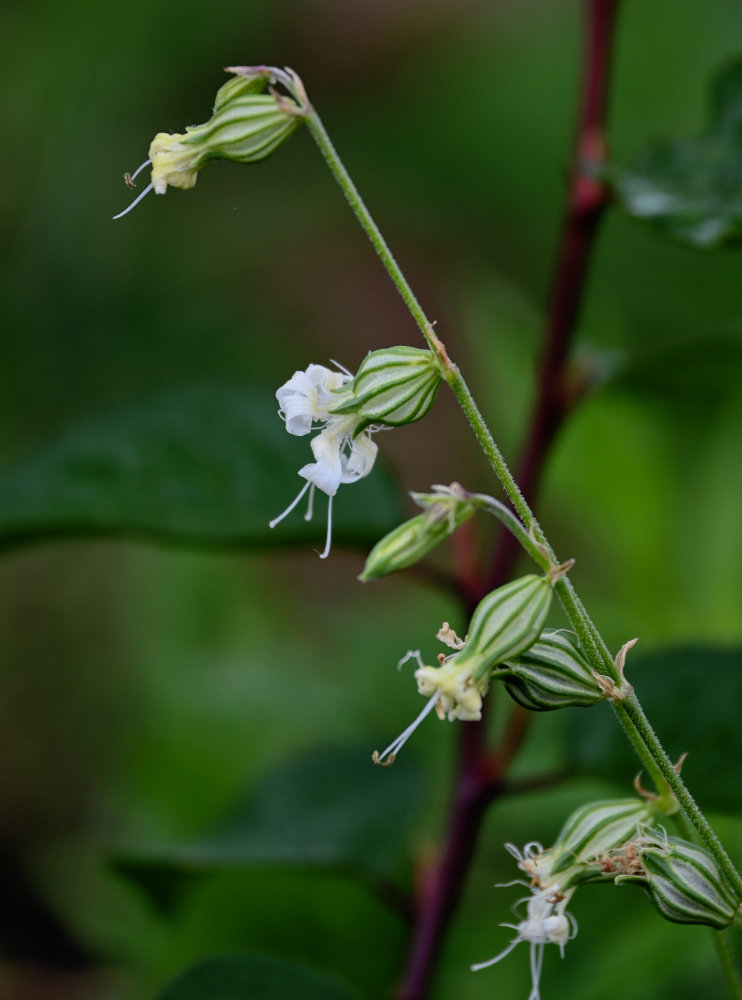 Изображение особи Silene dichotoma.