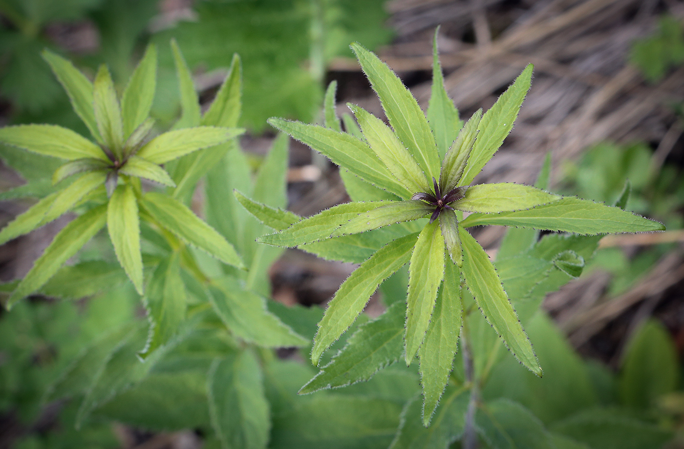 Изображение особи Adenophora liliifolia.