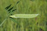 Vicia angustifolia