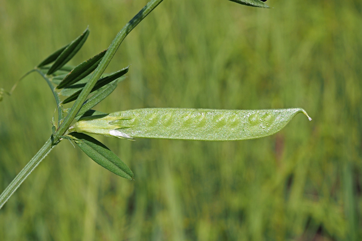 Изображение особи Vicia angustifolia.