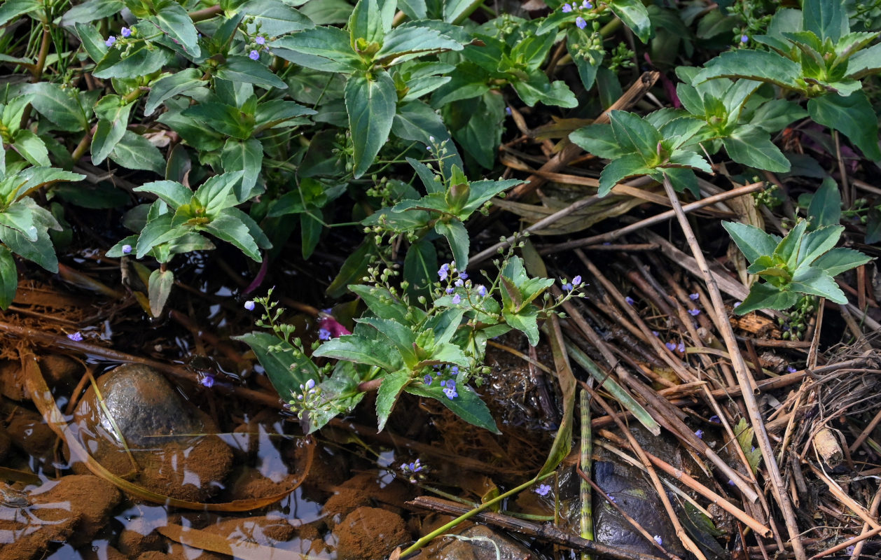 Image of Veronica americana specimen.