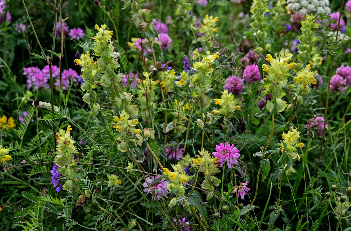 Image of genus Rhinanthus specimen.