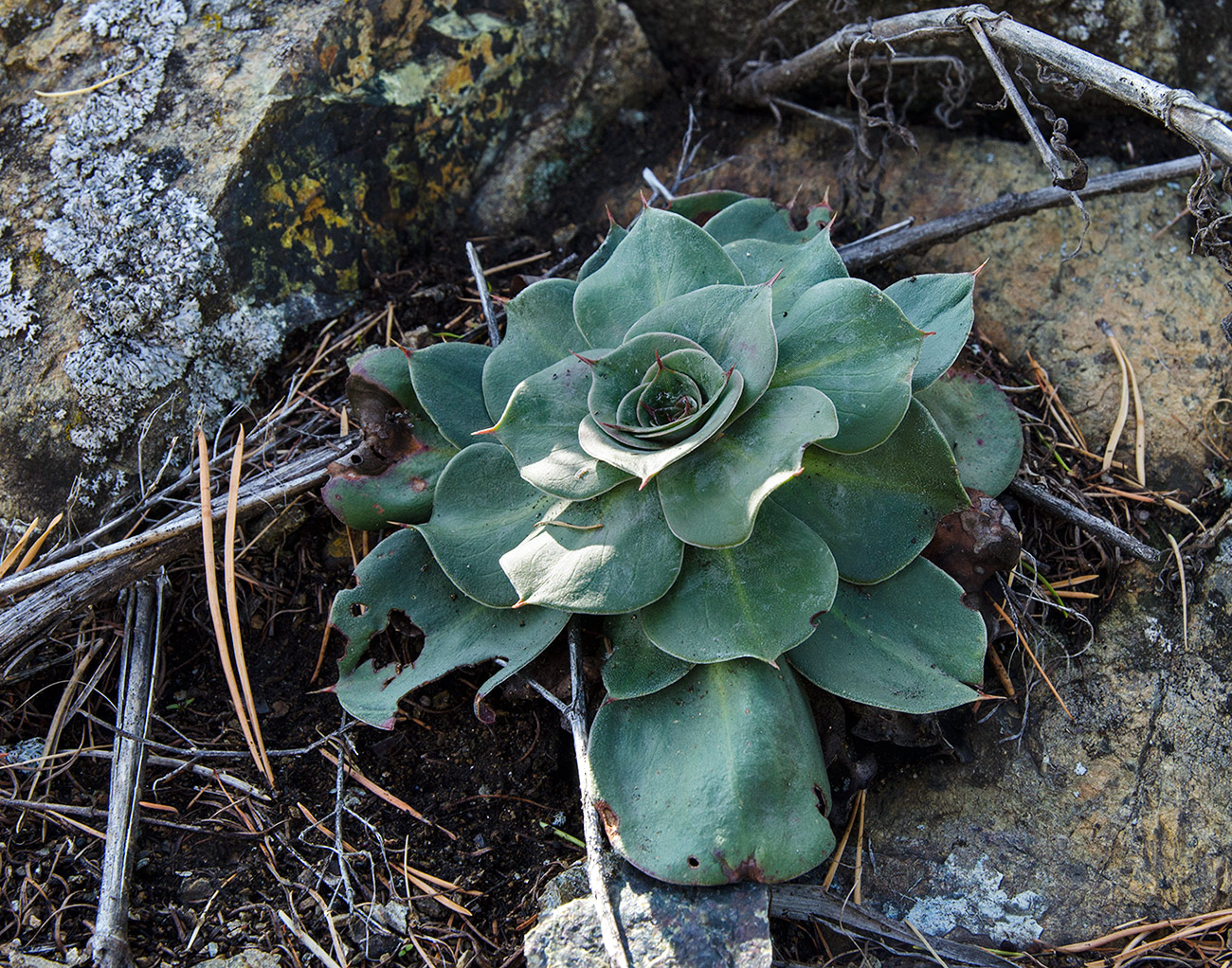 Image of Goniolimon speciosum specimen.