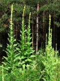 Verbascum thapsus