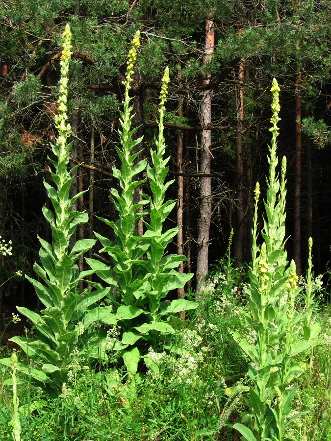 Image of Verbascum thapsus specimen.