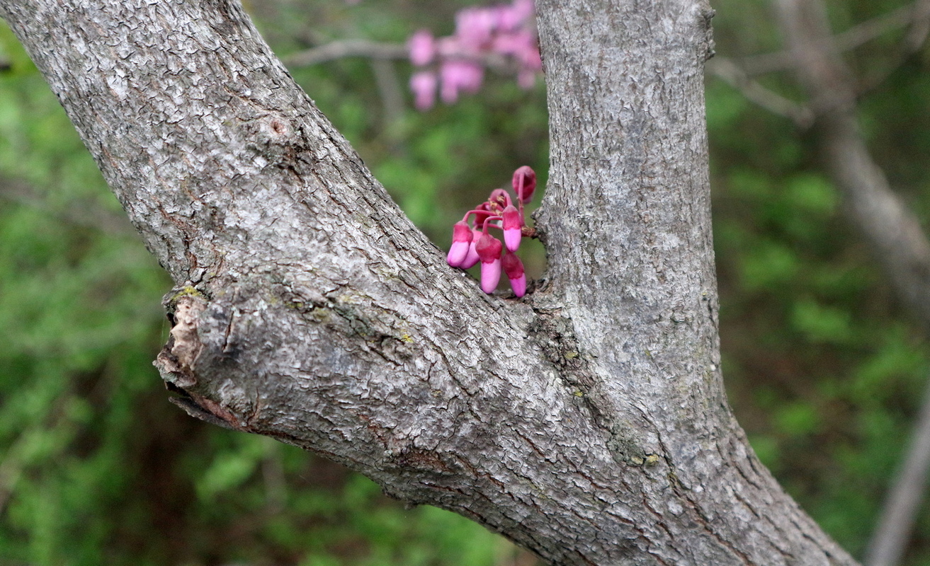 Image of Cercis siliquastrum specimen.