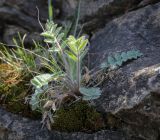 Oxytropis pilosa