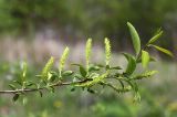 Salix nipponica